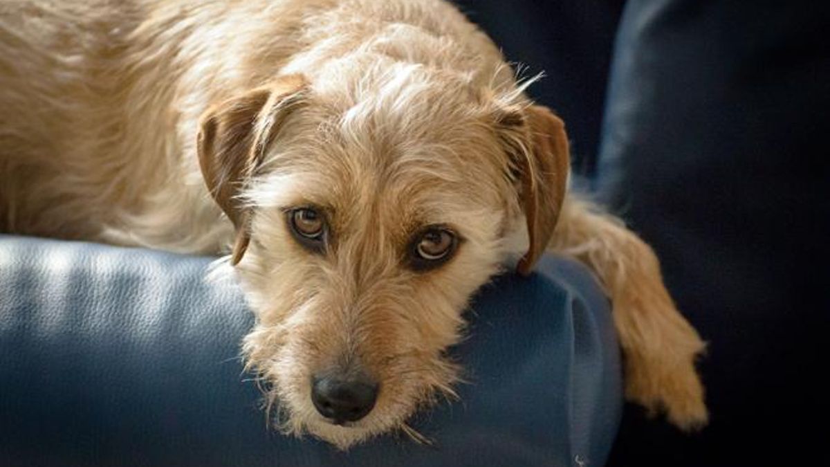 Se puede inscribir al perro en el RCA pese a no saber su origen genealógico