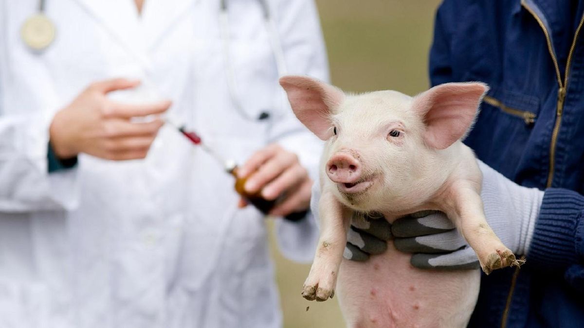 Los veterinarios alertan de la falta de profesionales en el Campo de León y de Castilla.