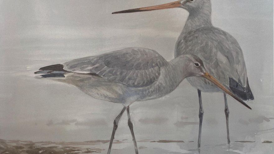 Doñana: el último refugio para las aves en peligro de extinción