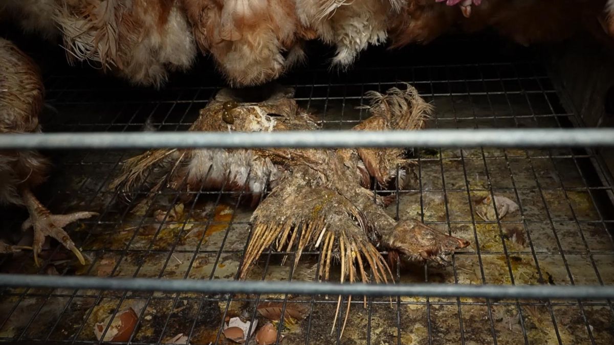 Un cadáver de una gallina convive con otras vivas en la macrogranja de los horrores.