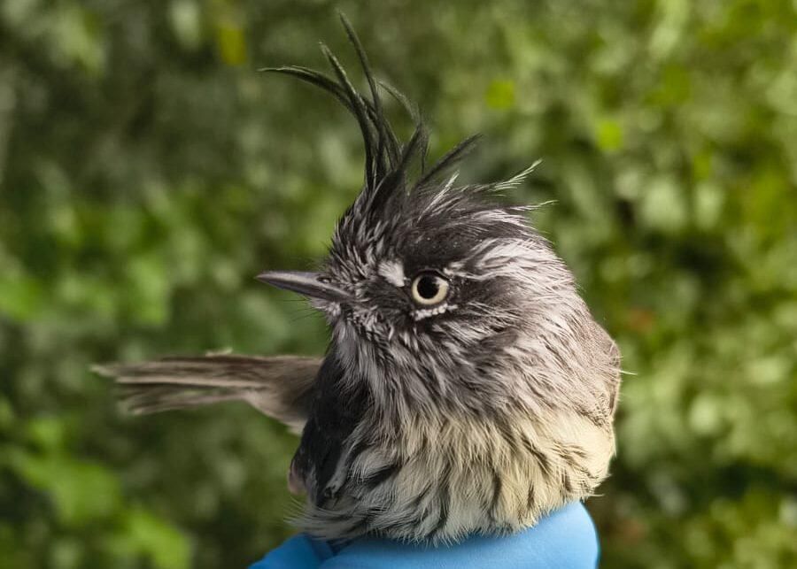 Un ejemplar de cachudito (Anairetes parulus) antes de ser liberado. Foto: cortesía Carolina Chandia