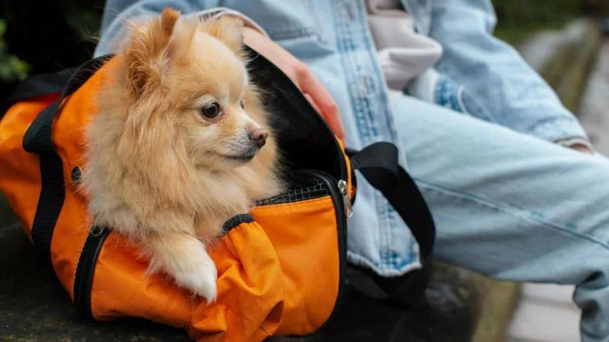 Habilitan el traslado de mascotas en micros y trenes de larga distancia: cuáles son las condiciones