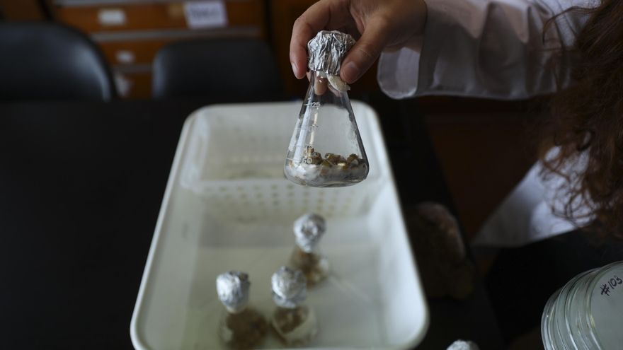 Identifican un mecanismo que explica lo vulnerable del sarcoma de Ewing a la quimioterapia