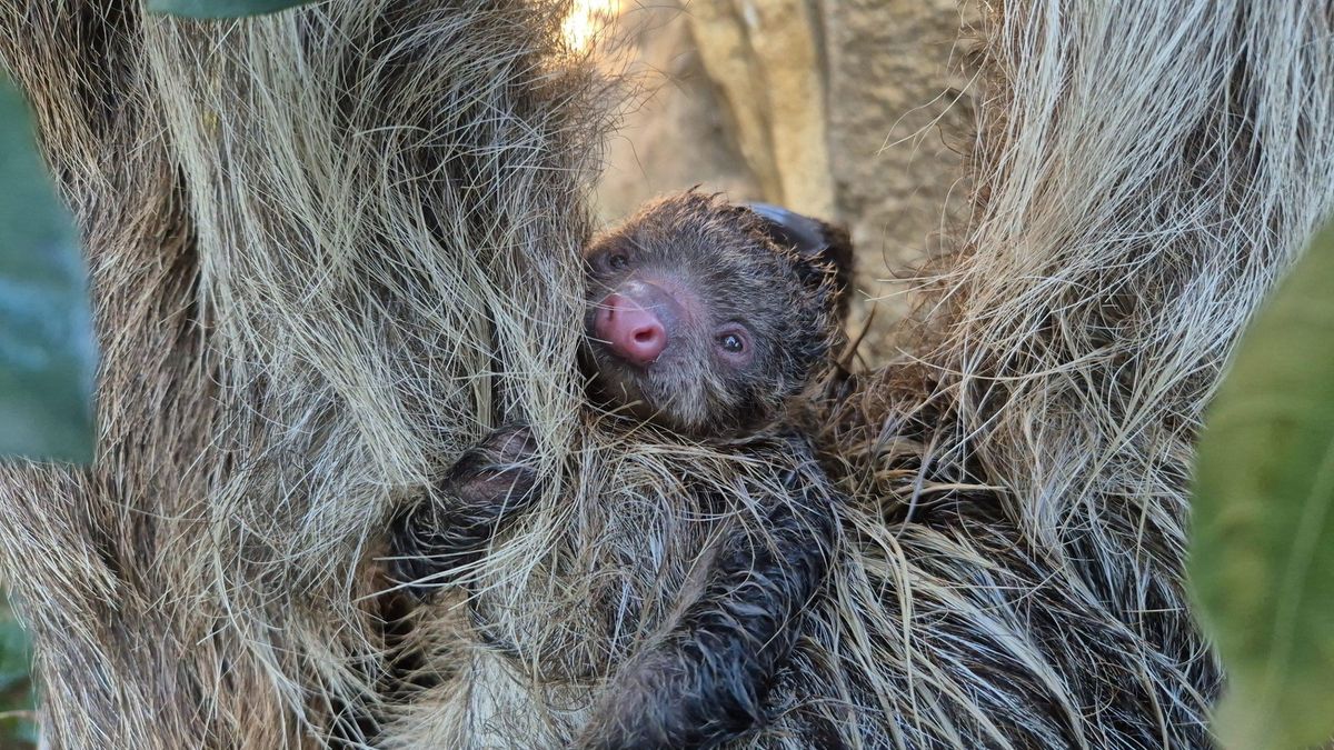 Nace un perezoso de dos dedos entre las ramas de un árbol y a plena luz del día en Málaga
