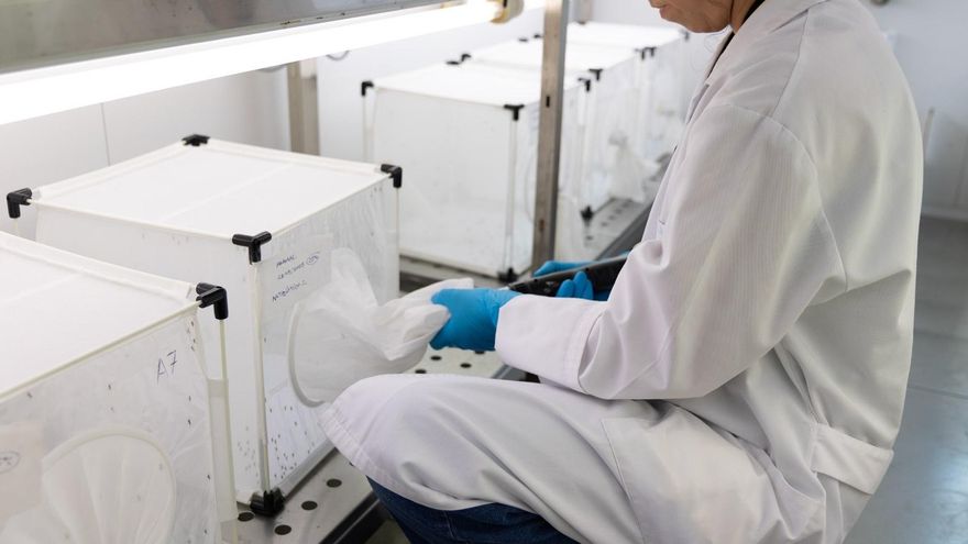 Extremadura suma una segunda muerte por el virus del Nilo esta semana y dos nuevos casos