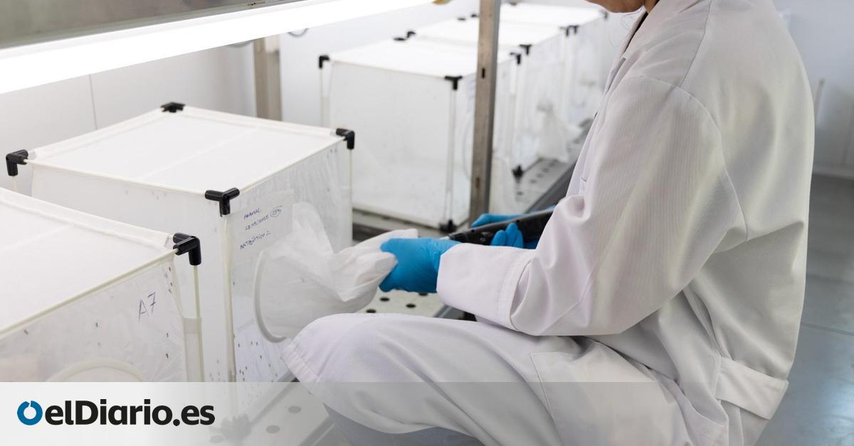 Extremadura suma una segunda muerte por el virus del Nilo esta semana y dos nuevos casos