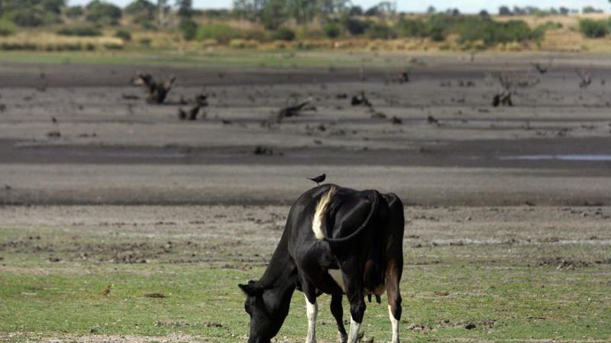 Hay 500.000 hectáreas de campo afectadas en los departamentos de Montevideo y en los sureños Canelones, San José, Lavalleja y Maldonado.