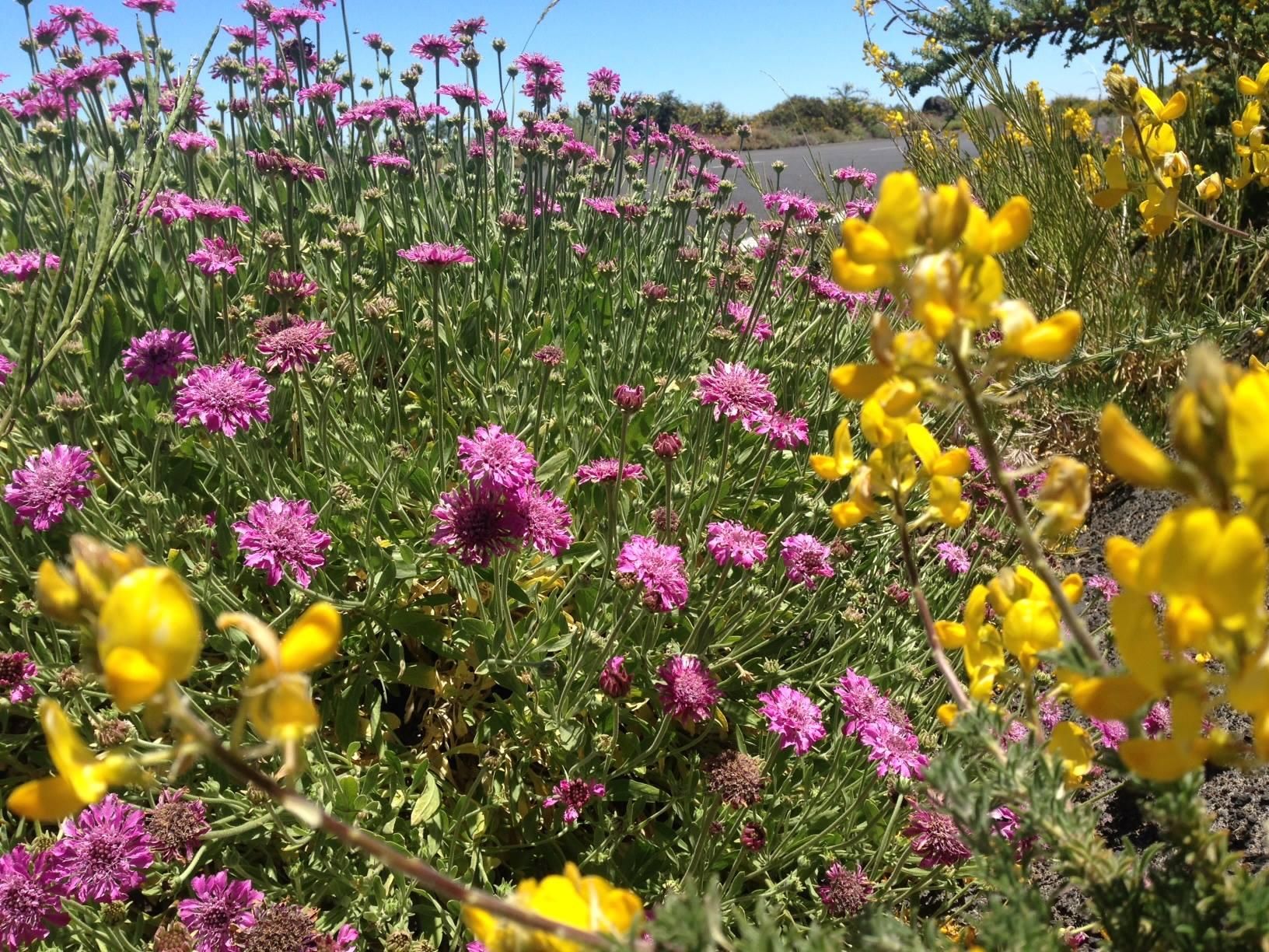 Detalle de las flores de Adenocarpus (codeso) y Pterocephalus  (hierba conejera). Foto: Parque Nacional de La Caldera.