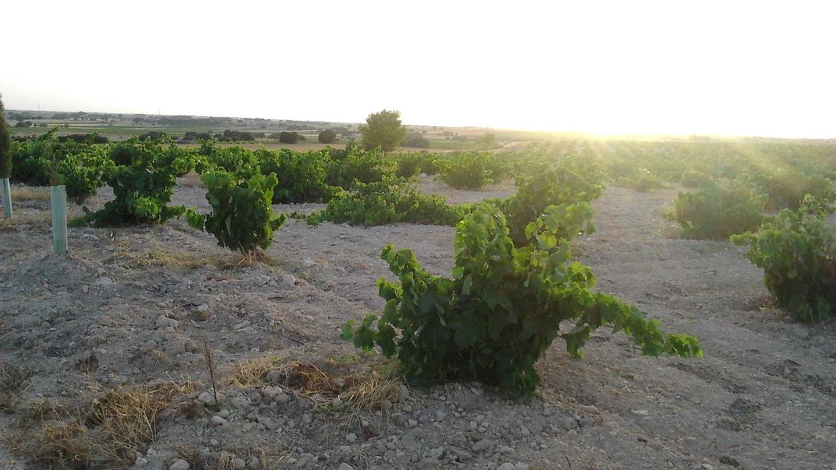Álava considera un "error" que el Gobierno vasco abandone la mesa del Consejo Regulador de la D.O. Rioja