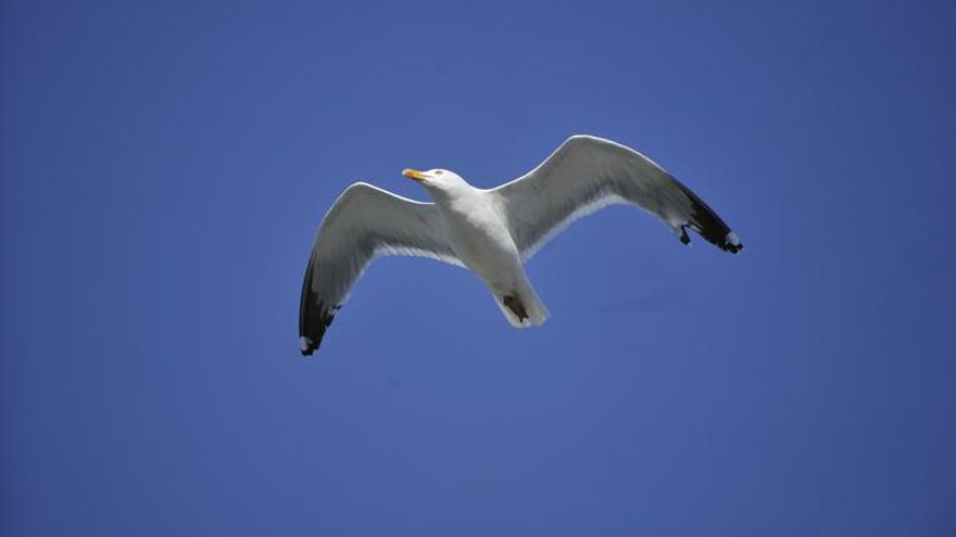 Confirman un nuevo foco de gripe aviar en tres gaviotas muertas en Gipuzkoa