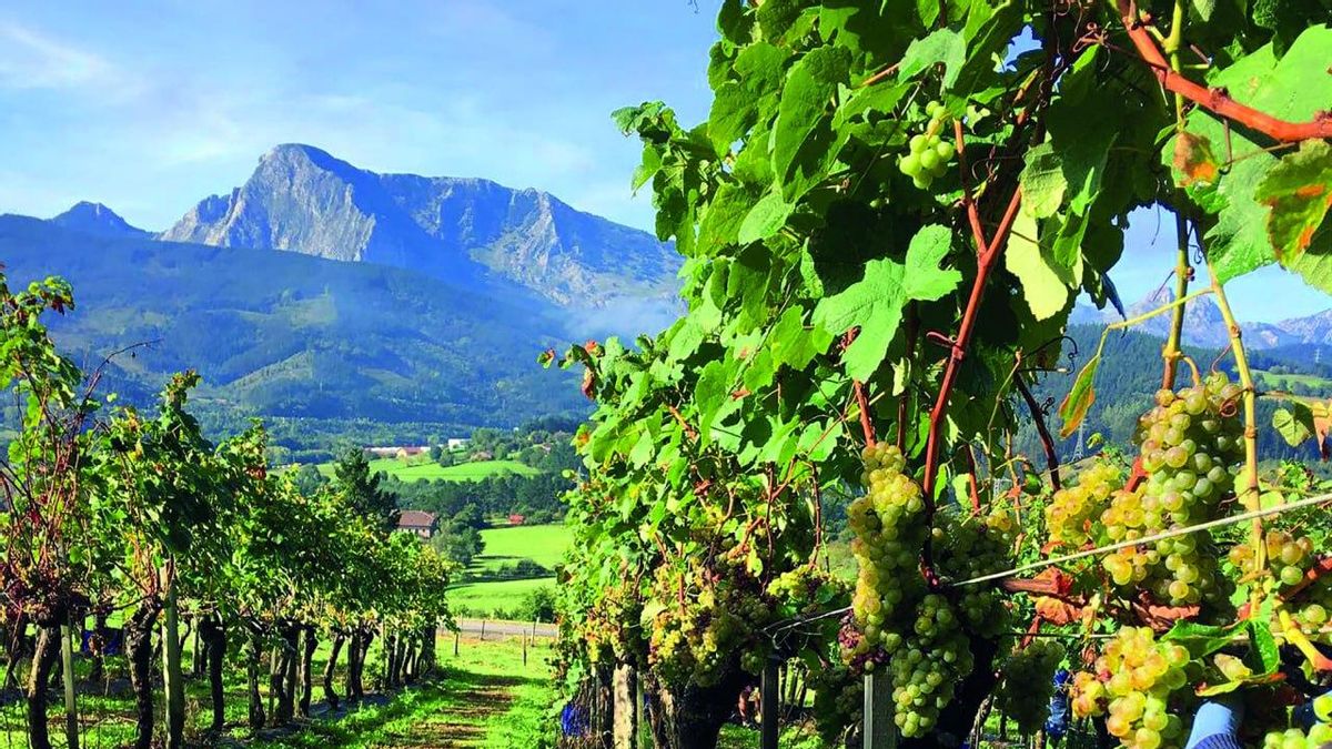 Viñedos de txakoli en Bizkaia.