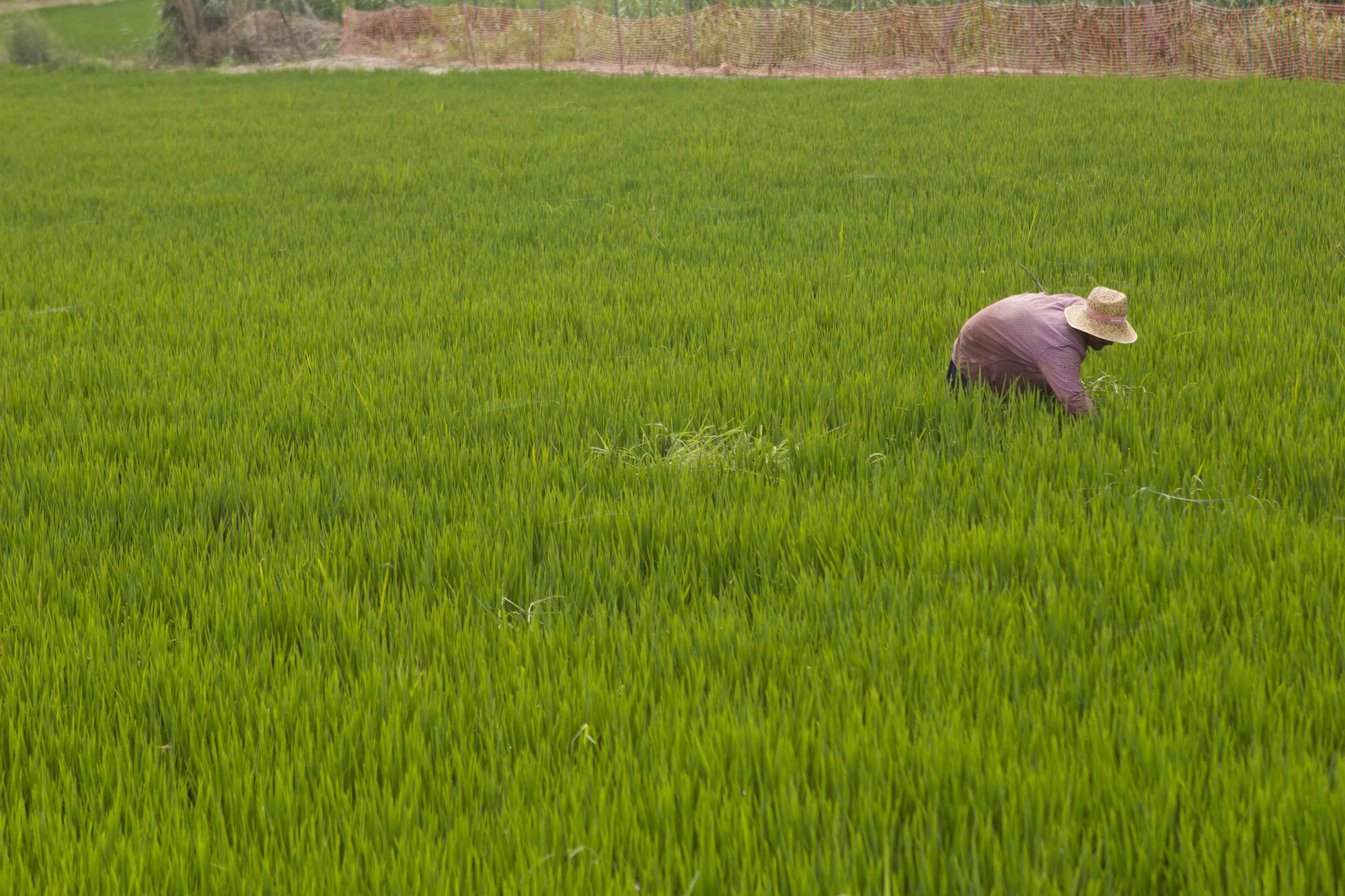 Un campesino trabaja en su campo de arroz en el Delta del Ebro.