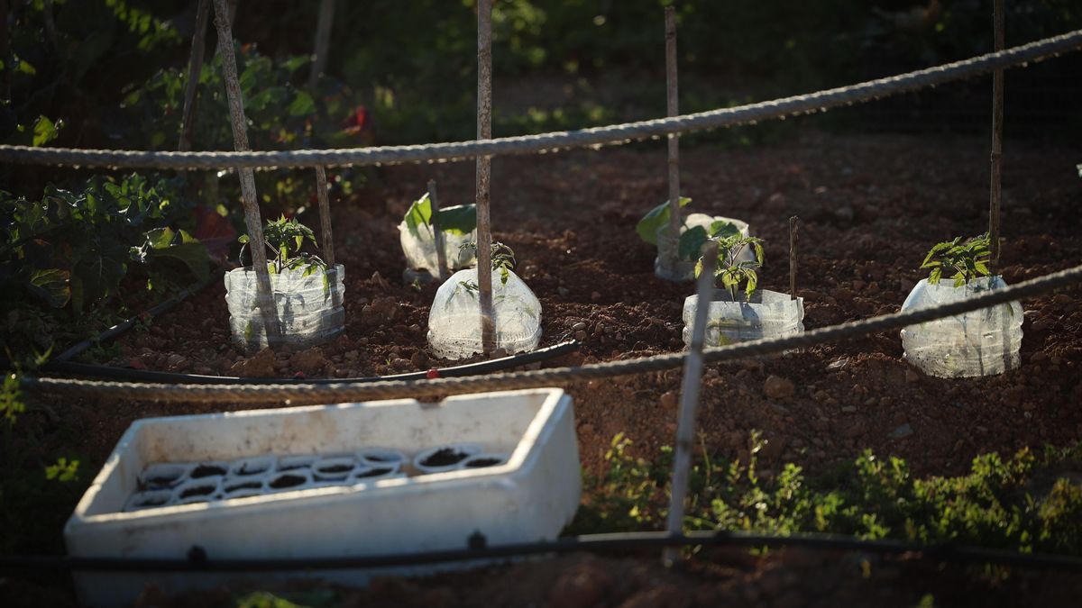 Cultivo de hierbas aromáticas en el huerto de Can Tomeu.