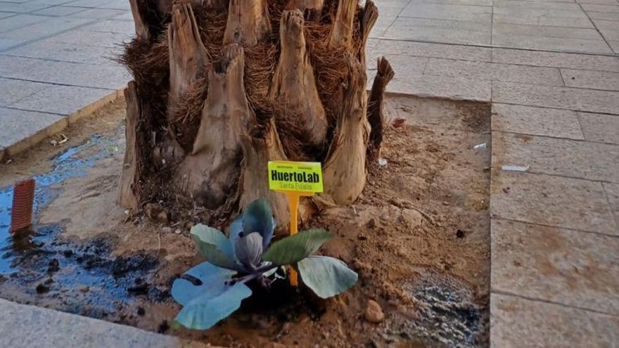 Brócoli transplantado a una 'zona verde' del barrio murciano de Santa Eulalia