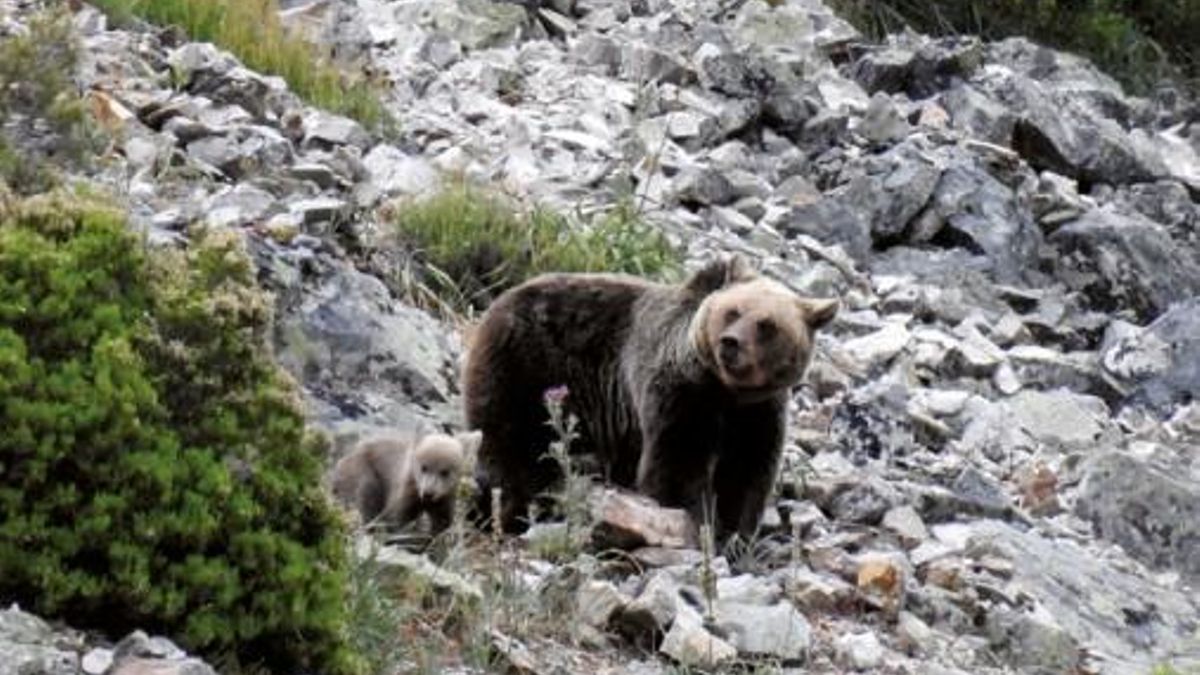 Osos en la Cordillera Cantábrica.