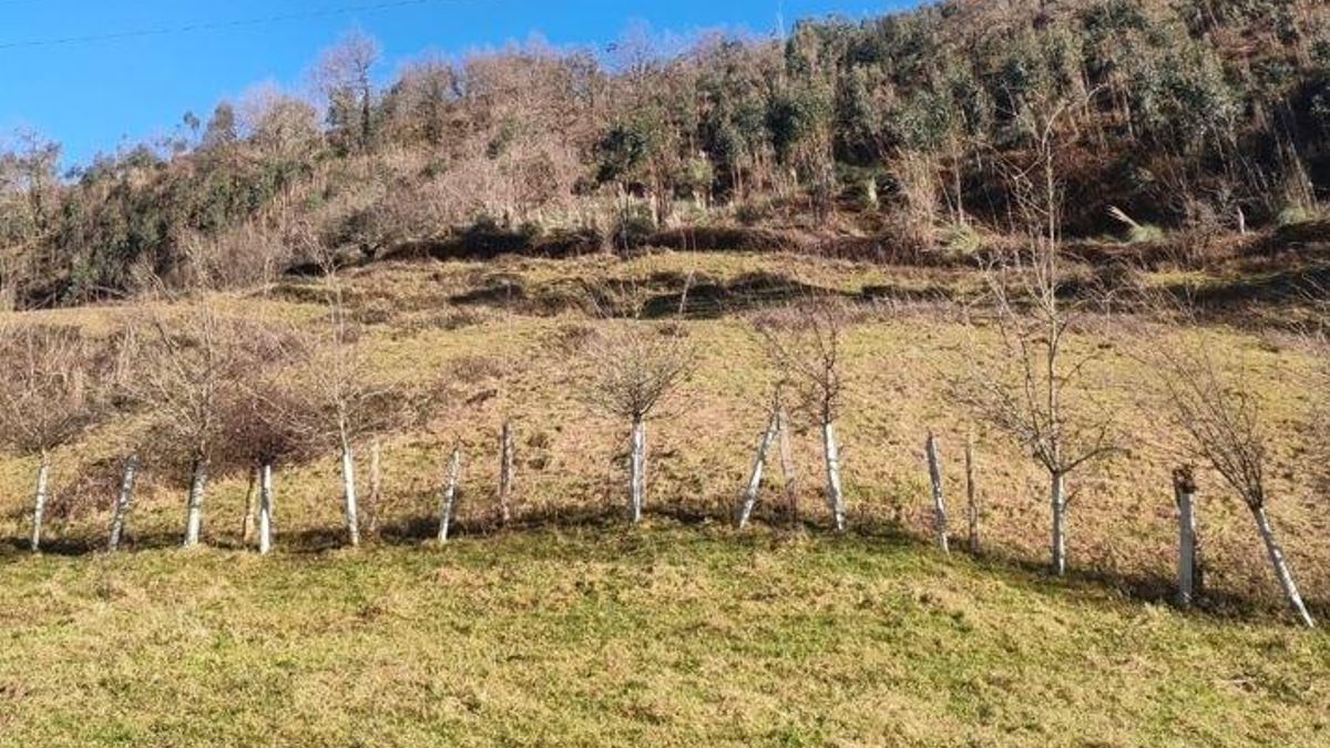 Eucaliptal en Liérganes.