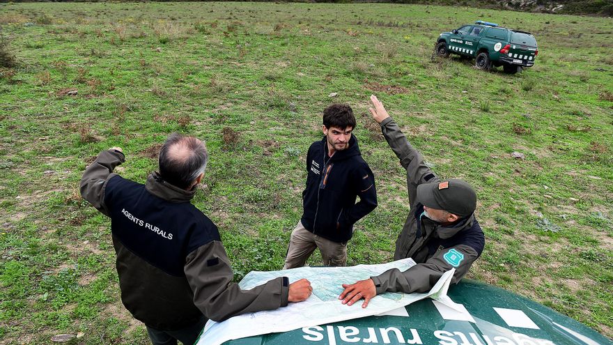 Catalunya se prepara para la llegada del lobo: “Es cuestión de tiempo que se reproduzca en nuestros bosques”