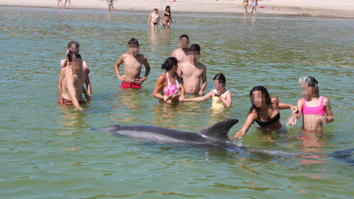 El delfín Manoliño, o Confi, junto a varios bañistas en Fisterra en 2024.
