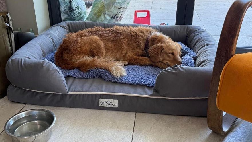 El milagro de Amber, la perrita desaparecida durante 36 días que fue encontrada y rescatada nadando en el mar