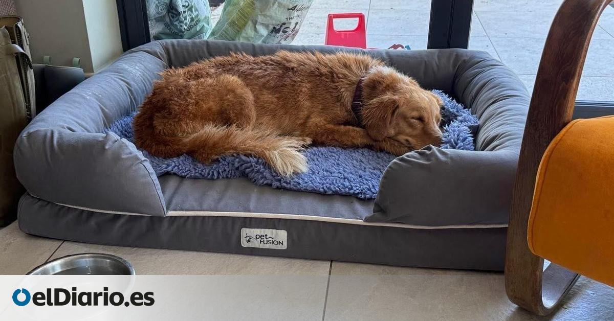 Missing Dog Rescued After 36 Days at Sea | Amber’s Story