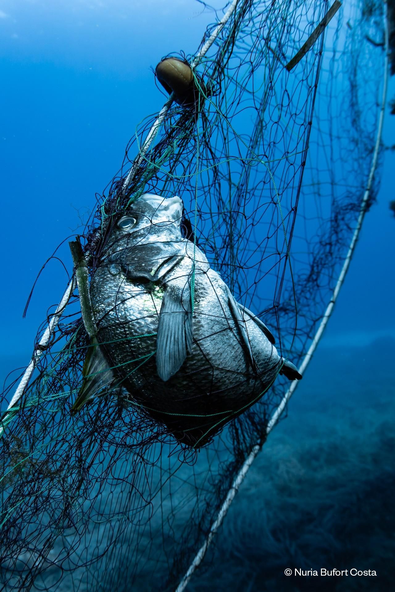 Un pez, atrapado en una red en el fondo del mar balear sin poder liberarse.