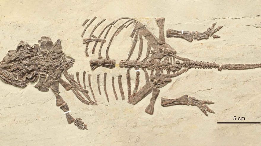 Científicos descubren en China la primera cría de dinosaurio acorazado y cierran un misterio de décadas