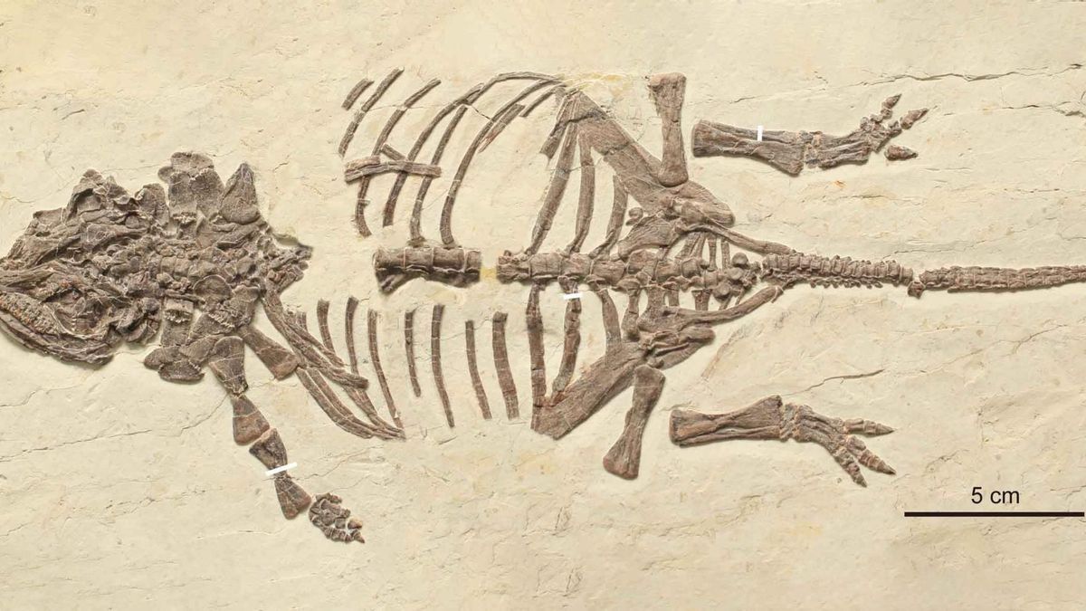 Científicos descubren en China la primera cría de dinosaurio acorazado y cierran un misterio de décadas