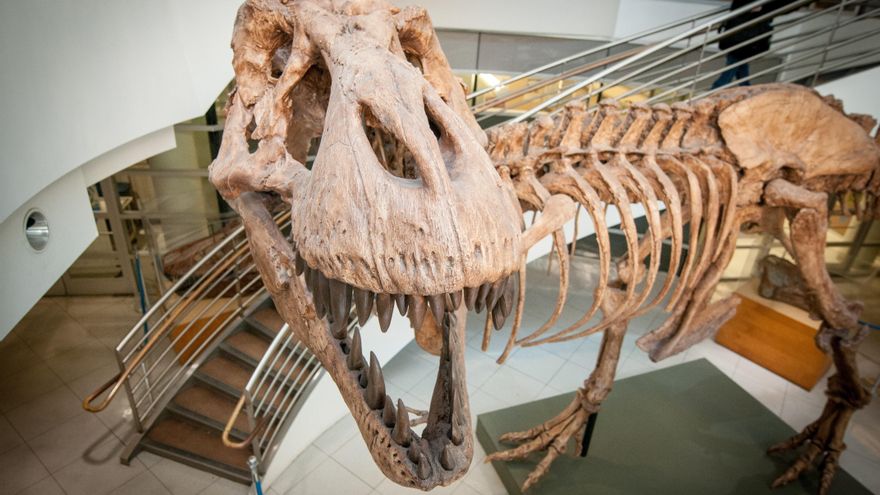 ¿Cuántos Tiranosaurios rex hubo? Unos 2.500 millones
