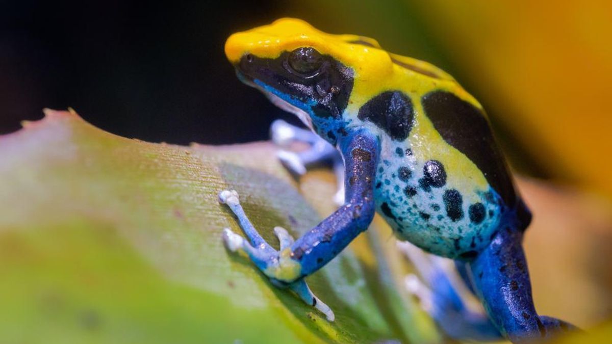 El rasgo más distintivo de estos animales es su vibrante paleta de colores que incluye tonos azules metálicos, amarillos y rojos