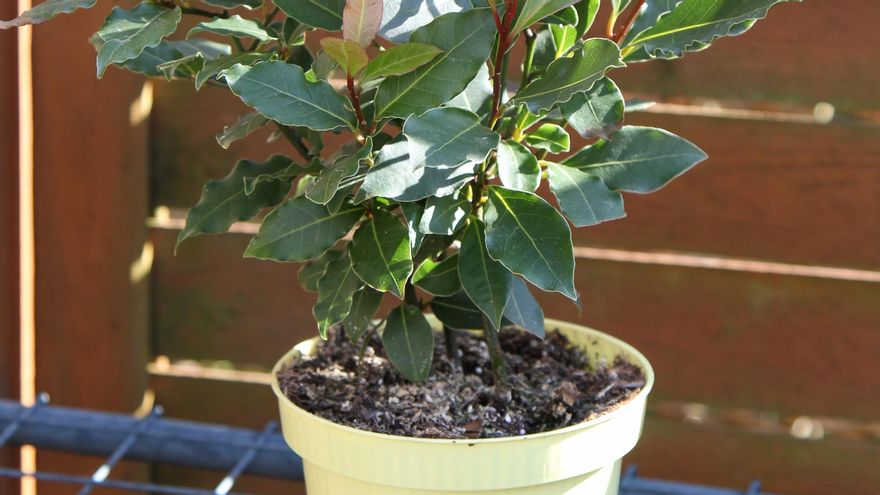 Maceta con una planta de laurel