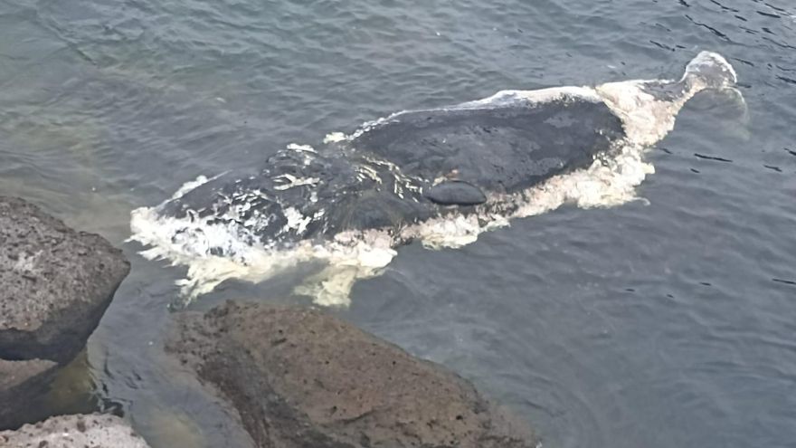 Aparece muerto un cachalote de entre ocho y diez metros en la costa de Adeje