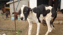 El Gobierno abandona la ley de compraventa de perros y permitirá exhibir animales en escaparates
