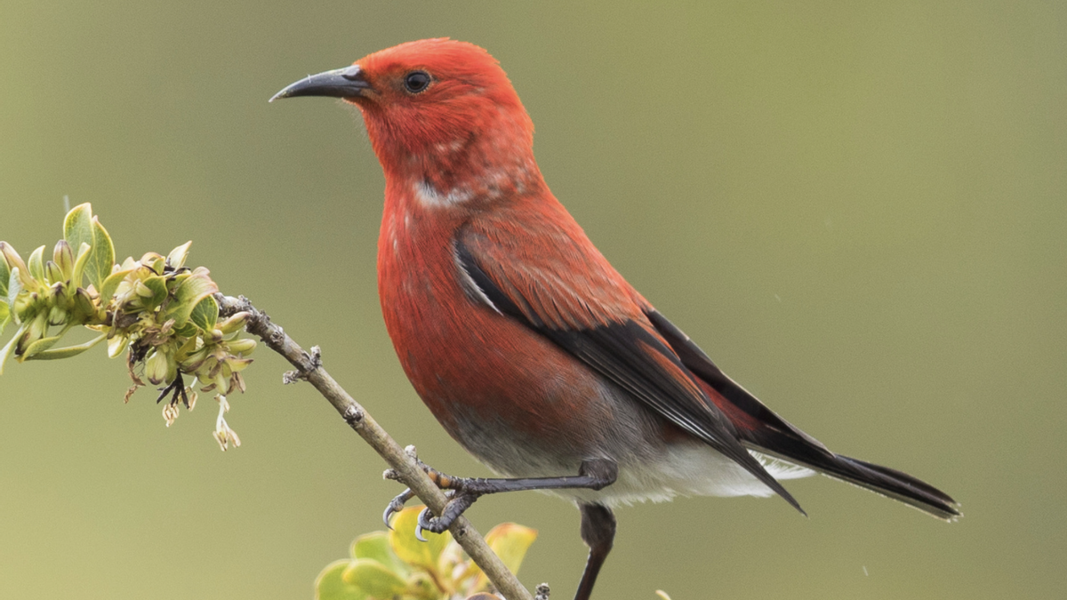 El apapane roba y también pierde material dentro de su especie