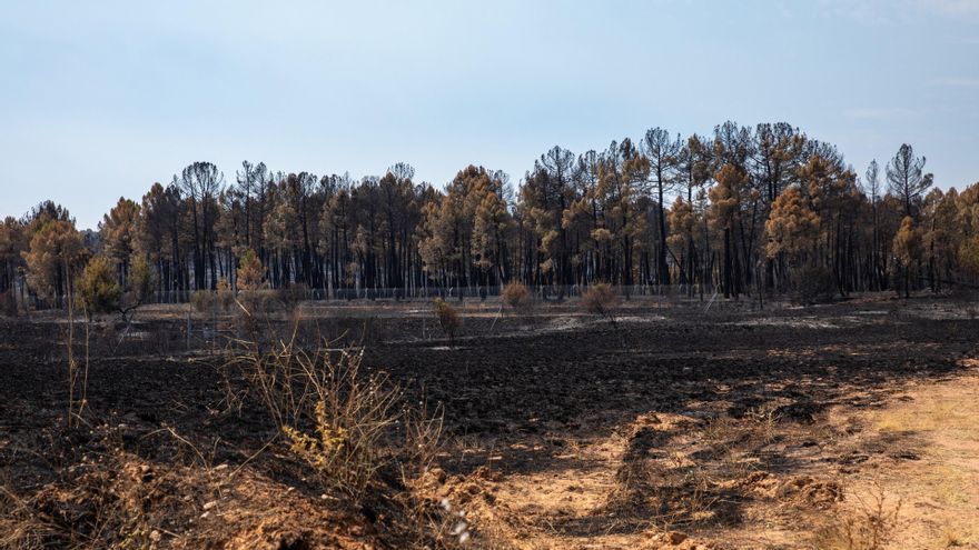 Una plataforma ciudadana coordinará "la recuperación" de la Sierra Norte de Guadalajara tras los incendios