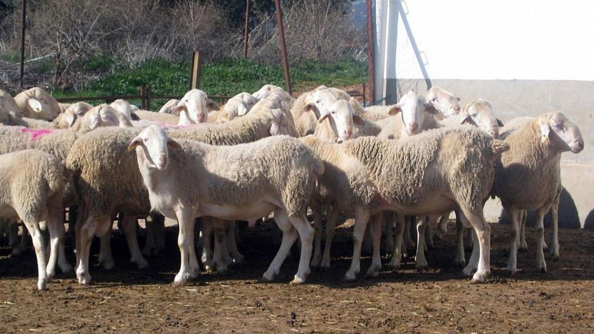 Castilla-La Mancha pagará cuatro millones de euros a los ganaderos de zonas afectadas por lengua azul