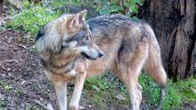 Ejemplar de lobo