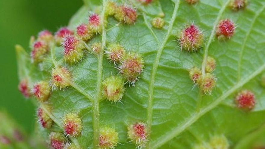 La filoxera provoca el problema más grave para la vid y la industria del vino de Canarias