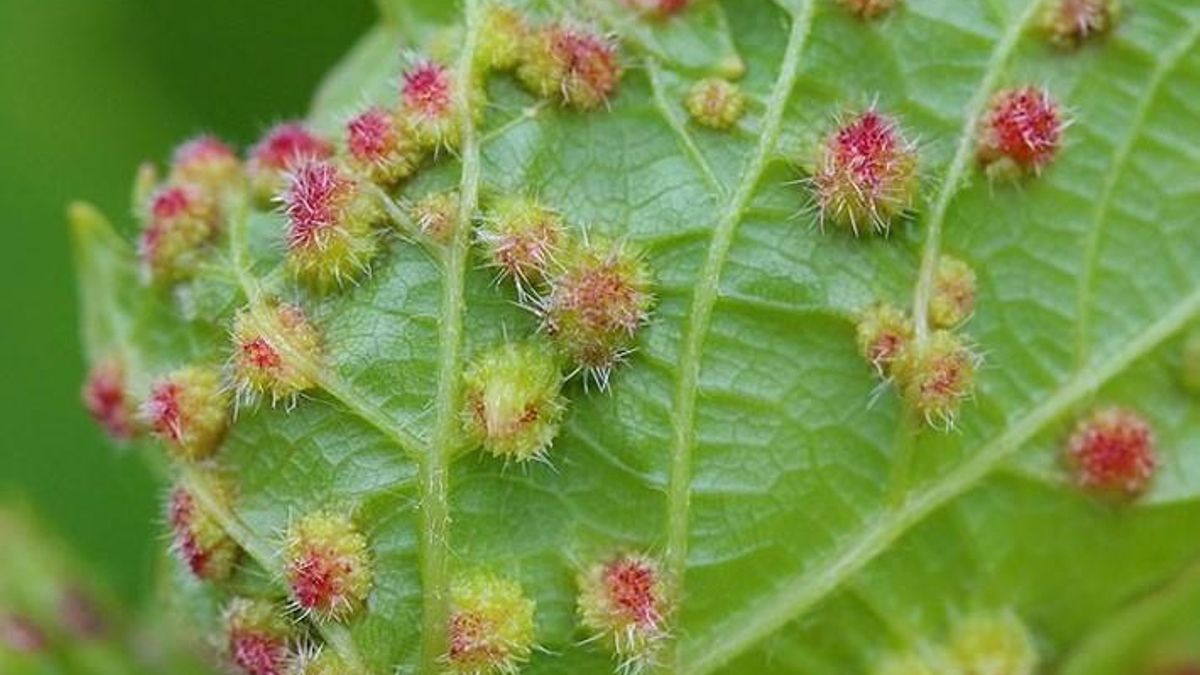 Imagen de archivo de una hoja de vid infectada por la filoxera.