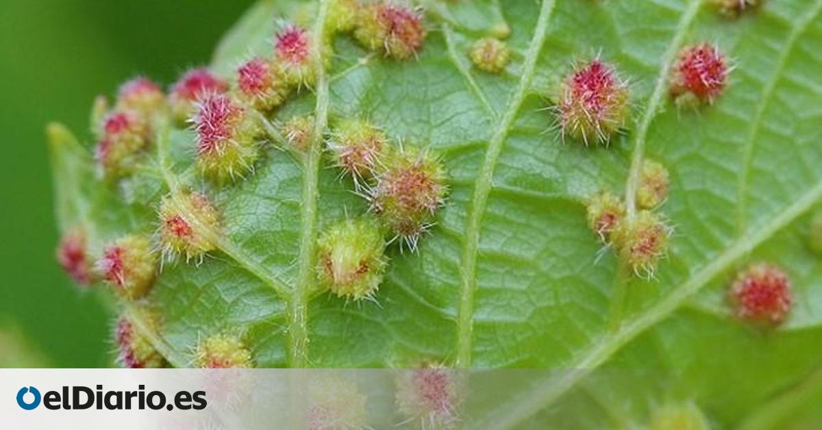 La filoxera provoca el problema más grave para la vid y la industria del vino de Canarias