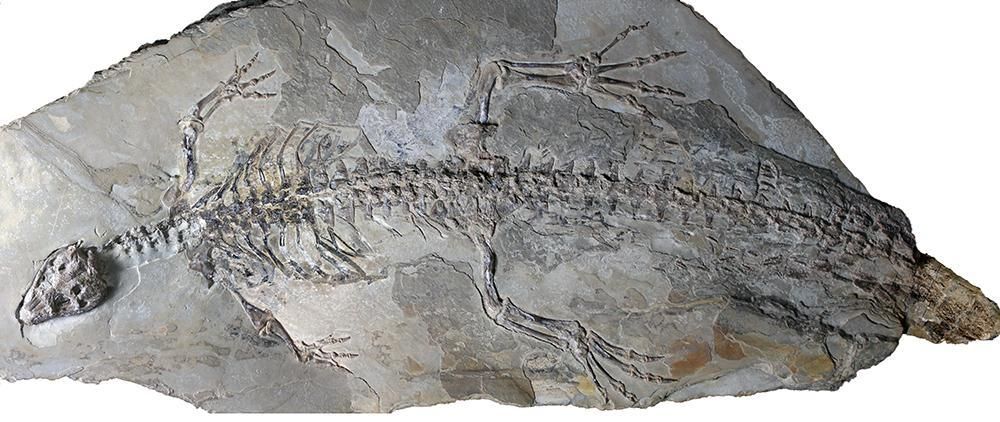 Fósil de 'Montsecosuchus depereti', una especie de cocodrilo de hace 125 millones de años del cretácico inferior.