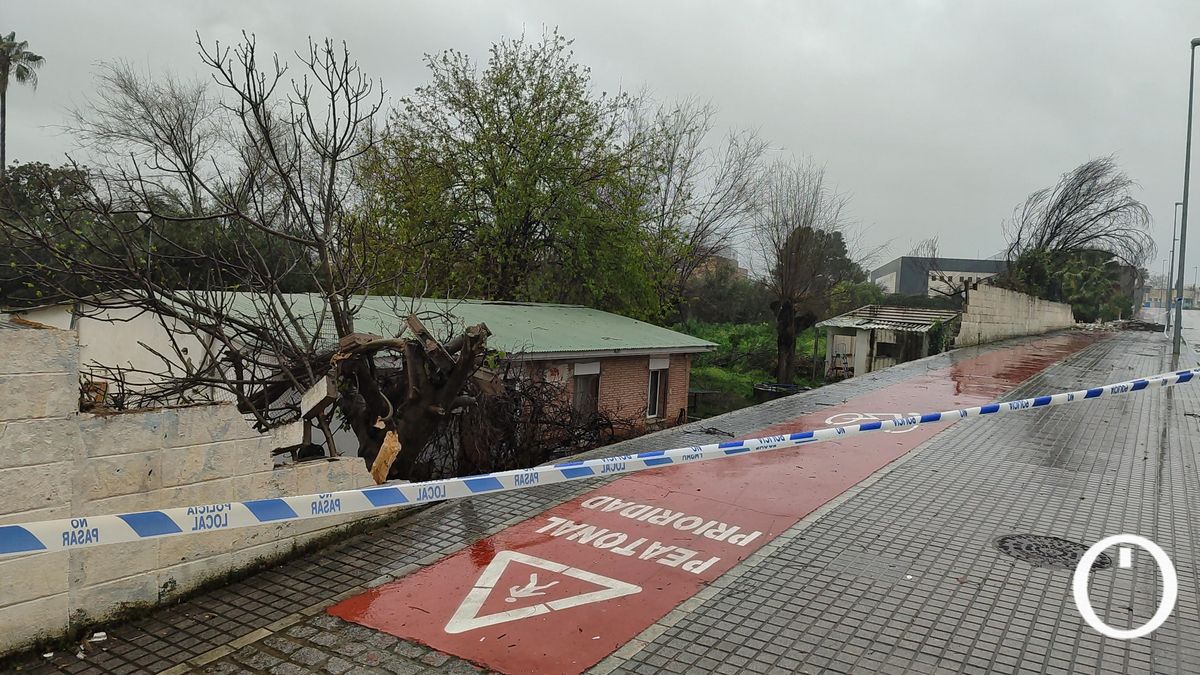 Destrozos del viento en El Fontanar