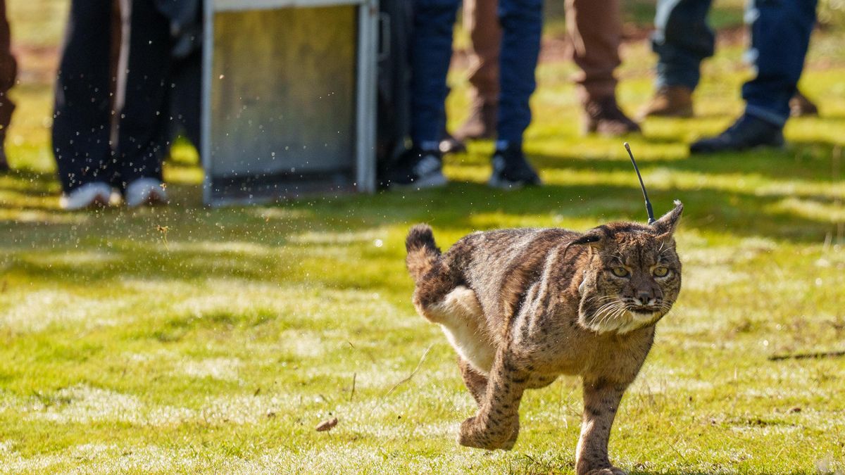 Kai camina libre hacia Sierra Morena.