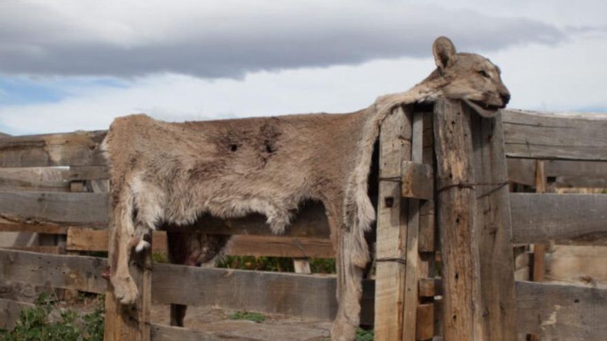 El permiso para cazar pumas, zorros y guanacos genera polémica y aviva el conflicto con ganaderos en el sur de Argentina