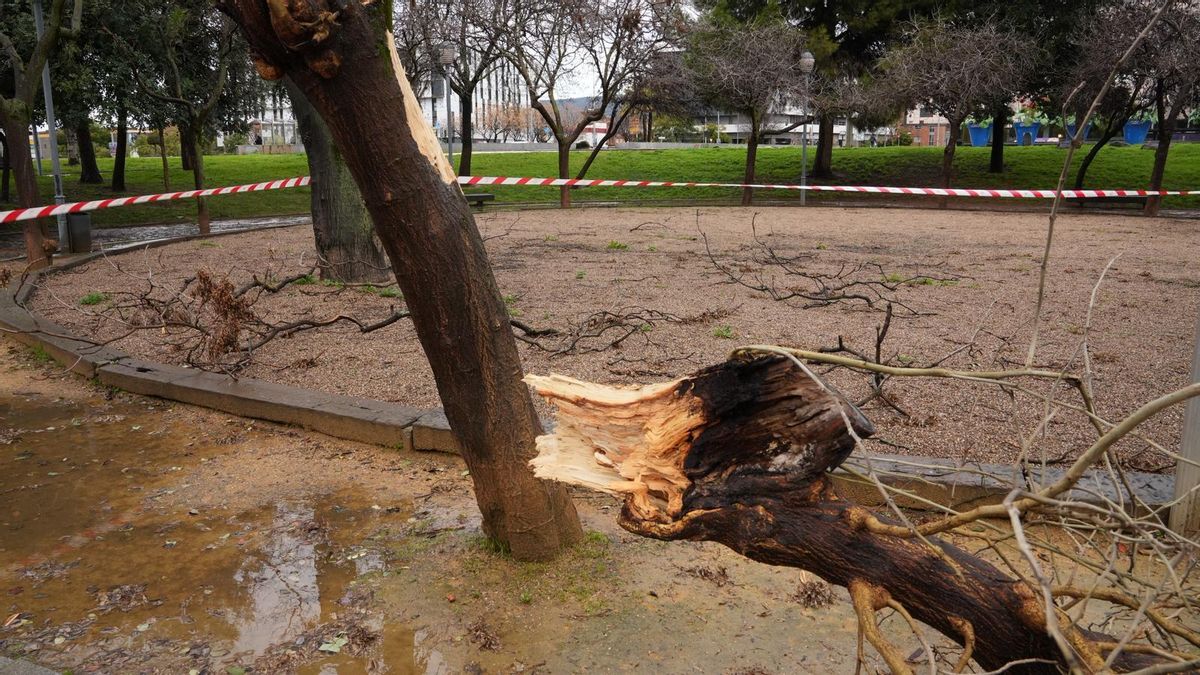 Árboles y ramas caídas tras el paso por Córdoba de la borrasca Kristin
