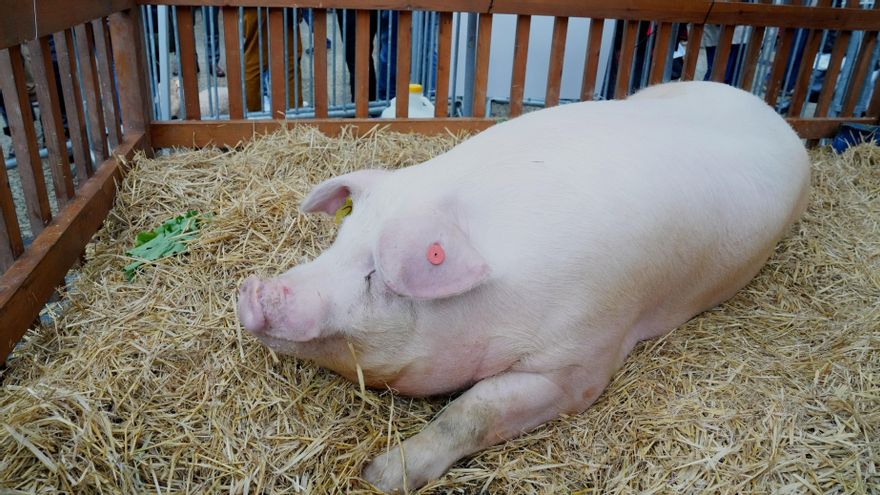 La cerda Xixili, de 340 kilos, este jueves en la Feria de Santo Tomás en Donostia