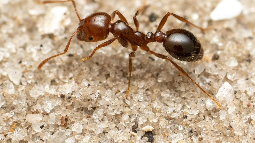 La hormiga roja de fuego ya está en Europa y pronto llegará a España