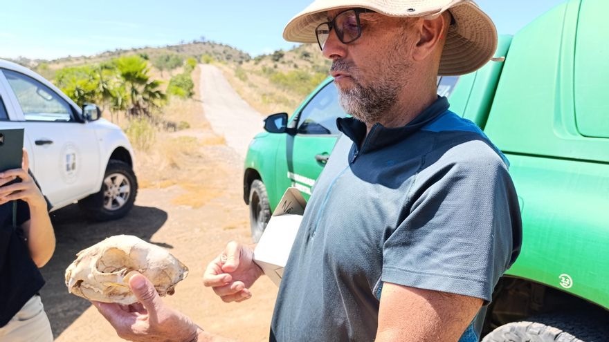 Portugal recupera el tiempo perdido, y la población de lince prospera junto a la frontera de Huelva