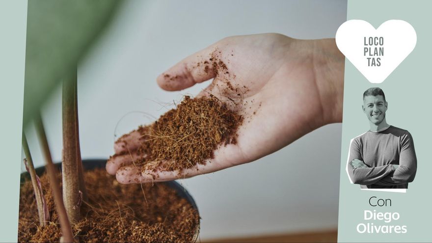 Los errores más comunes que cometemos al usar fertilizantes caseros para nuestras plantas