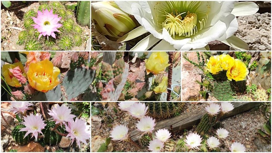 Distintos tipos de cactus en flor en Esta es una plaza, el pasado mes de mayo