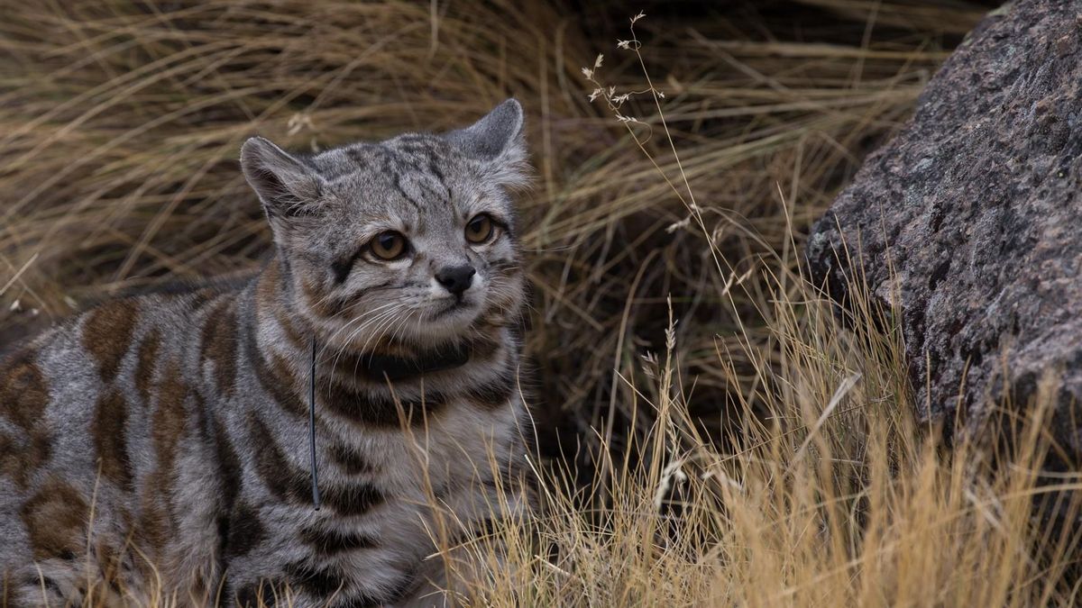 El gato andino es el felino menos visto en la región y habita en Argentina, Bolivia, Chile y Perú. Foto: Juan Repucci/Alianza Gato Andino (AGA)/WCS Argentina